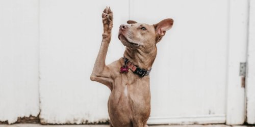 Dog vet in San Antonio, TX