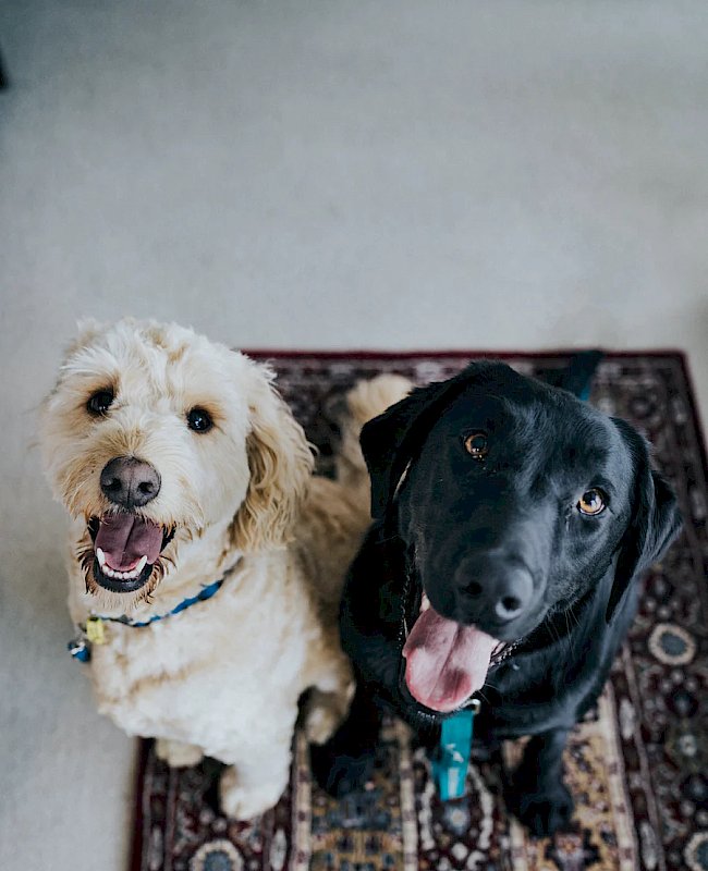 Dog vet in San Antonio, TX