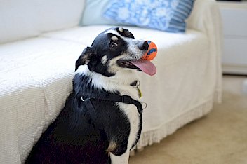 Dog vet in San Antonio, TX